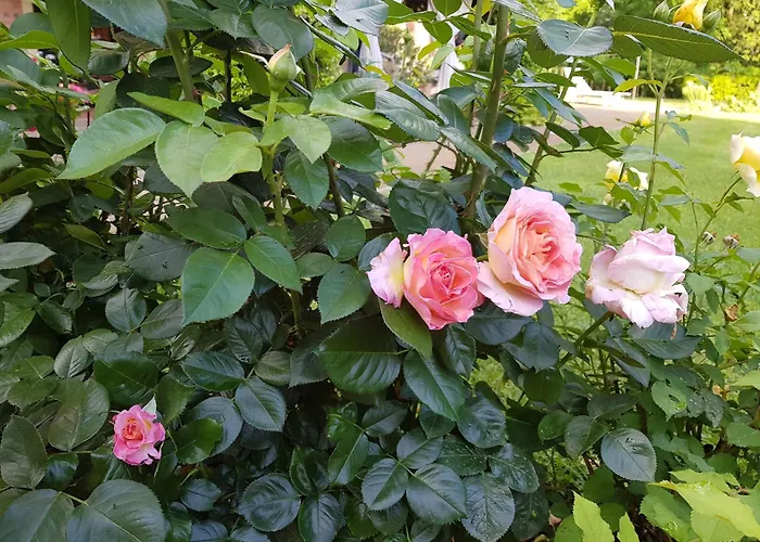 La Villa Delle Rose