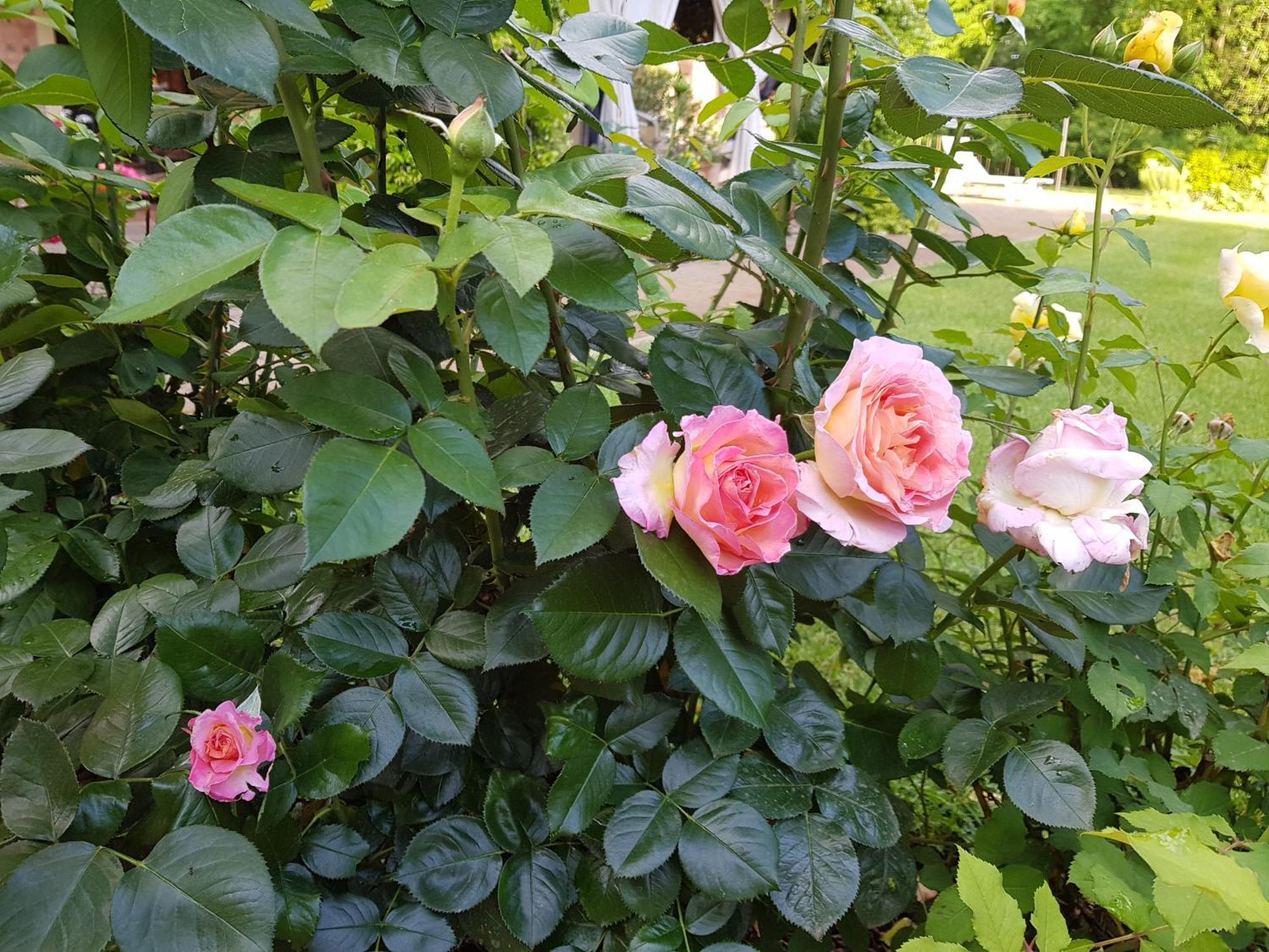 La Delle Rose * Carpi